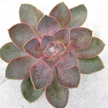 Echeveria 'Perle Von Nurnberg'