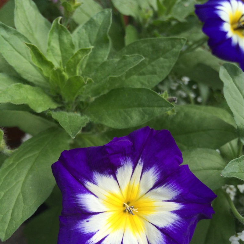 Dwarf Morning Glory 'Blue Ensign'