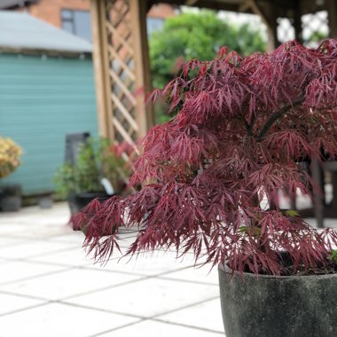 Gary's garden