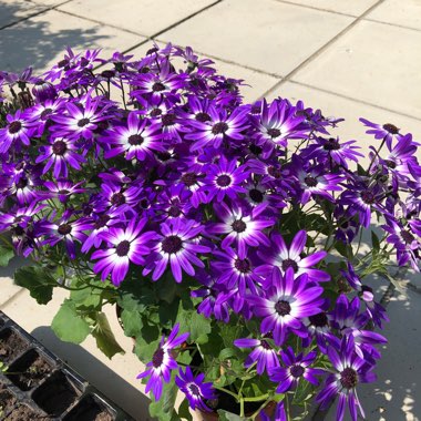 Florist's Cineraria 'Senetti Series'