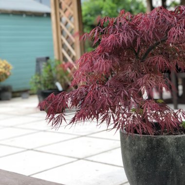 Cut Leaf Japanese Maple 'Heartbeat'