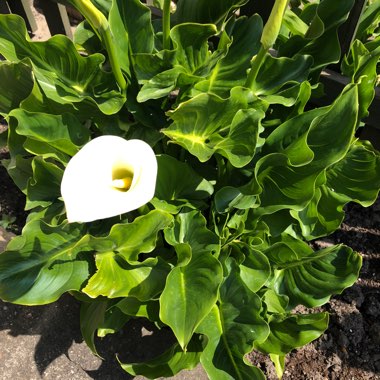 Calla Lily 'White Flirt'