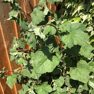 Tree Mallow 'Rosea'