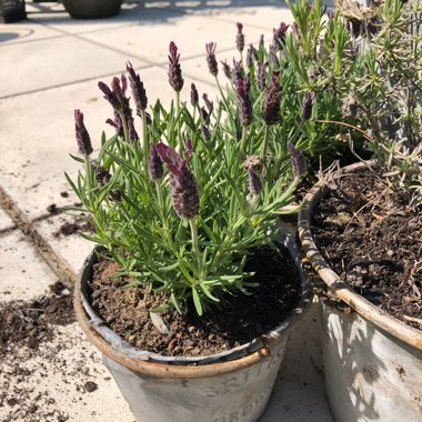 Lavender 'Anouk'