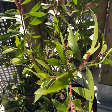 Crimson Bottlebrush