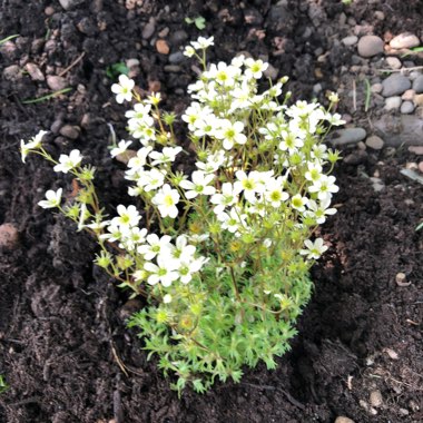 Saxifrage