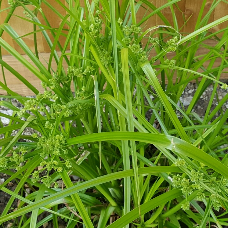 Gary's garden