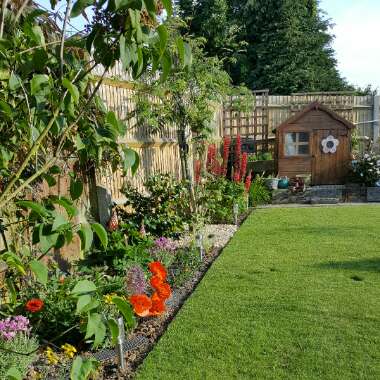 Gary's garden
