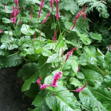 Gary's garden