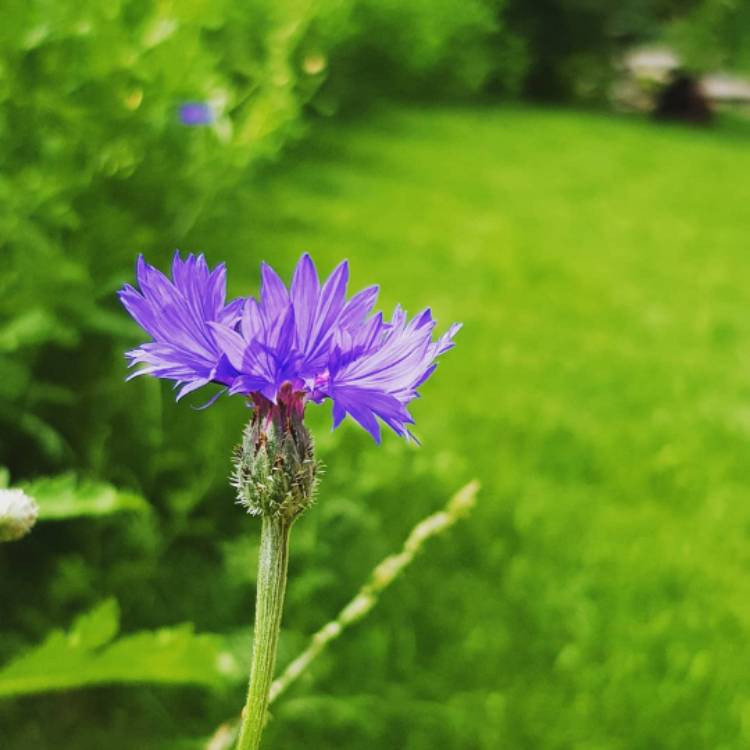 plant image 781993