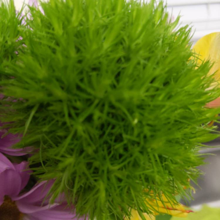 plant image 1432611