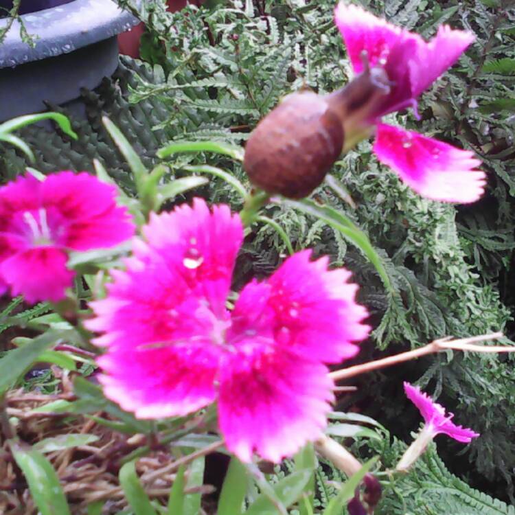 Plant image Dianthus alpinus
