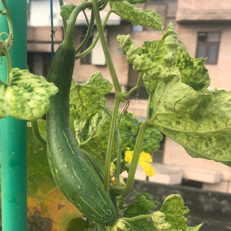 plant image 1156481