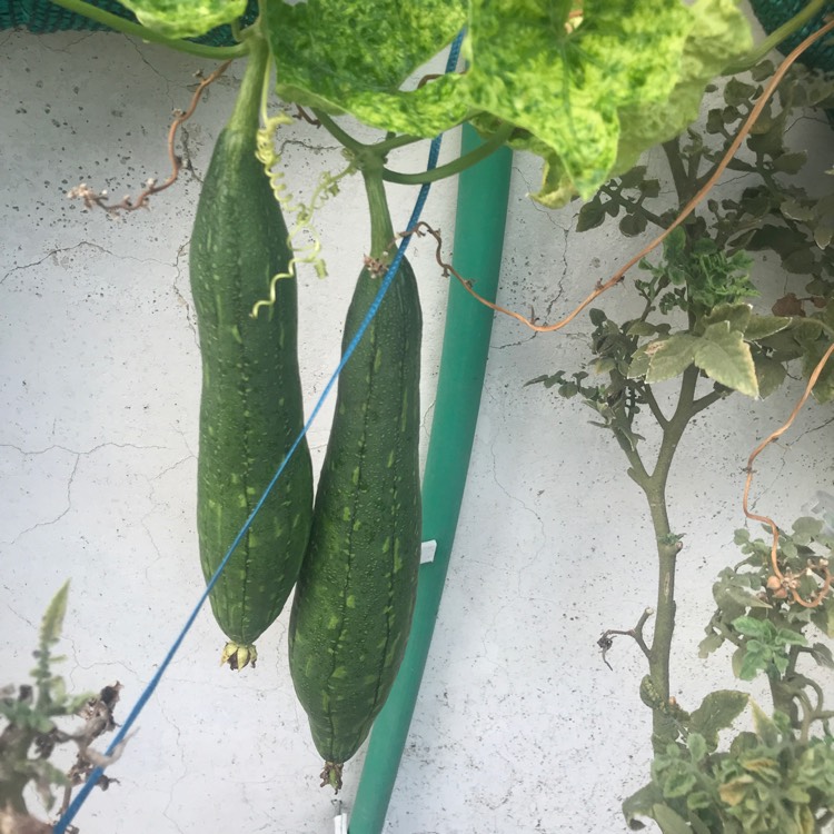Plant image Luffa aegyptiaca