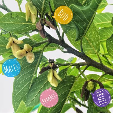 Annona Cherimoya syn. annona chirimoya