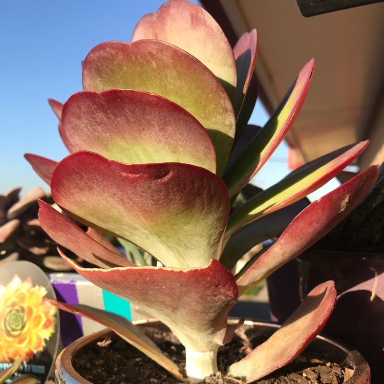 plant image 688793