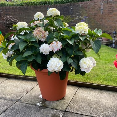 Gerald's garden