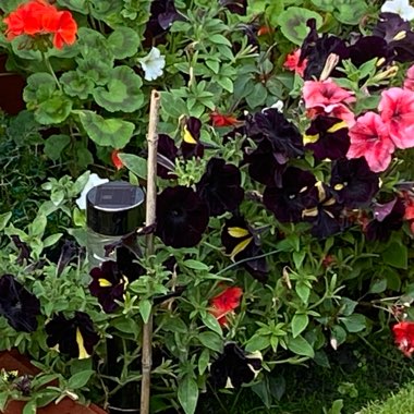 Gerald's garden