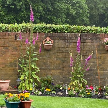 Gerald's garden