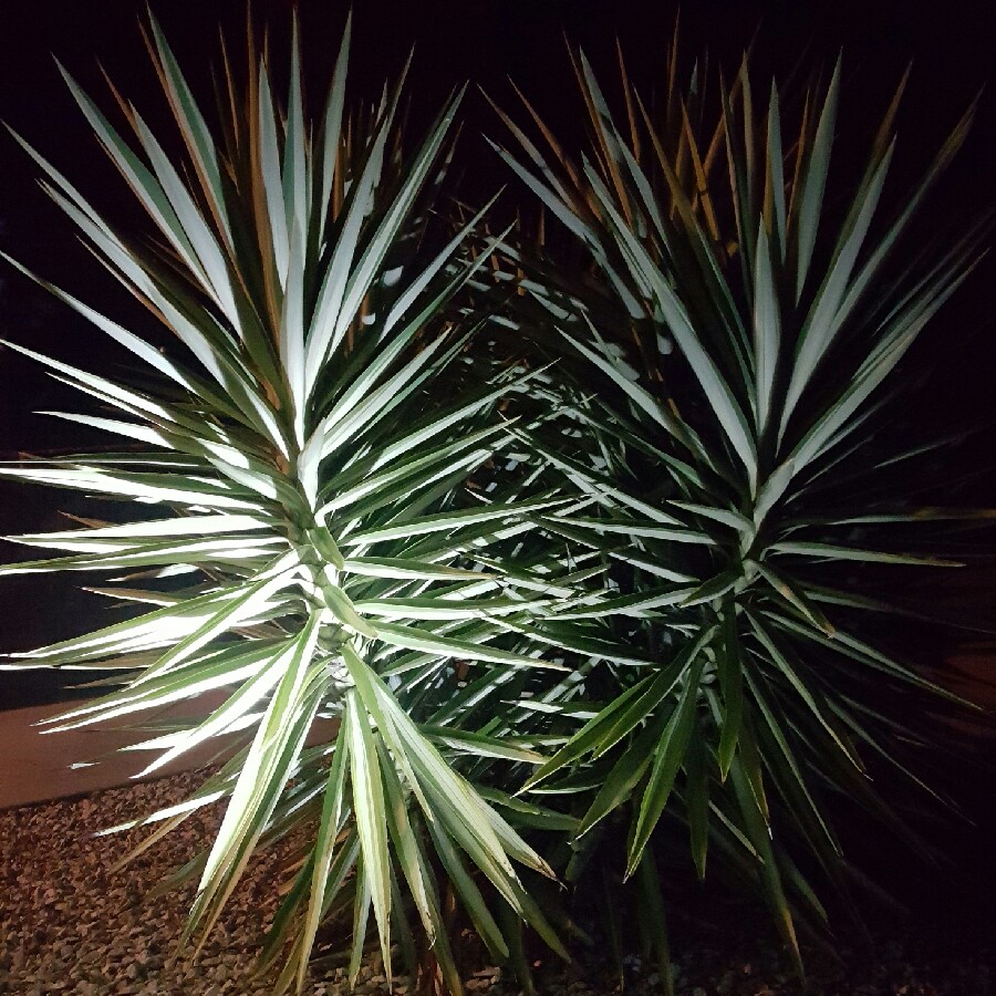 plant image 58618