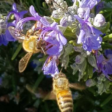 Salvia rosmarinus 'Blue Lagoon' syn. Rosmarinus officinalis 'Blue Lagoon'