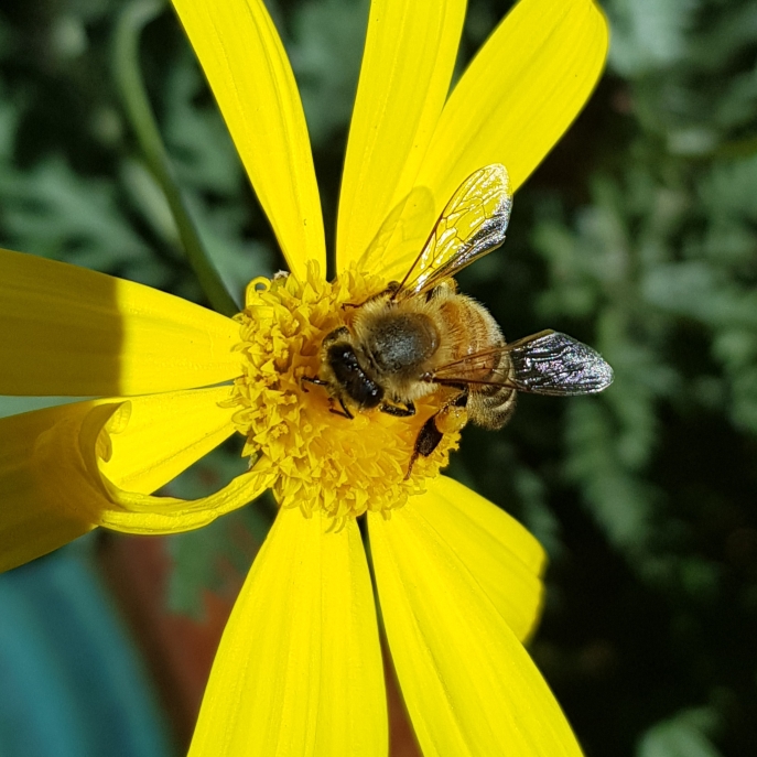 plant image 1365173