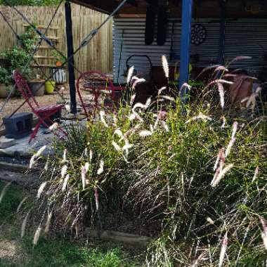 Pennisetum Setaceum