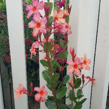 Mandevilla 'Orange Coral'