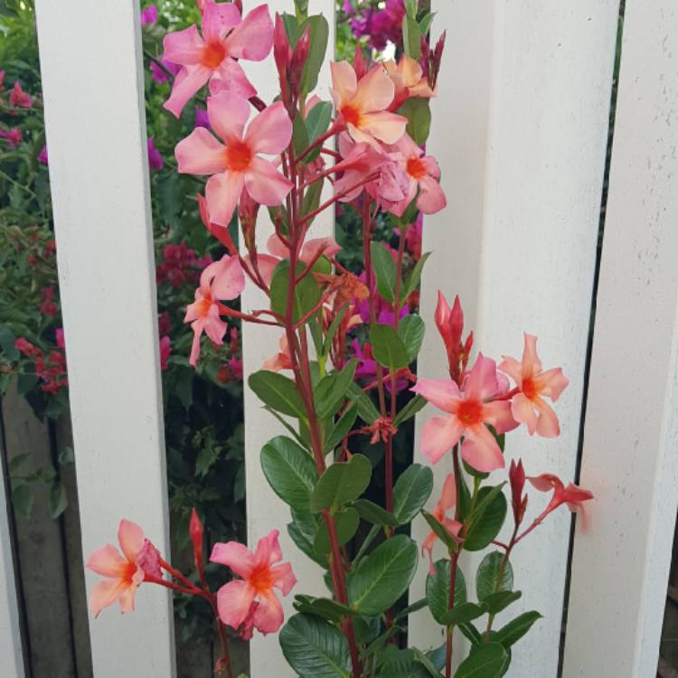 plant image 1642661