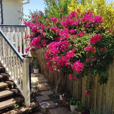 Gerard's garden