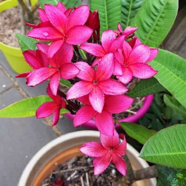 Darwin Blood Frangipani