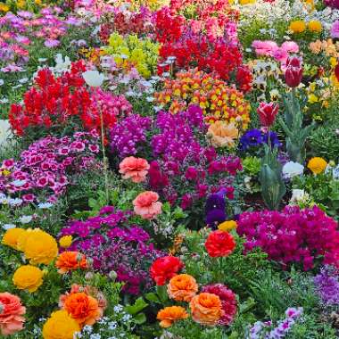 Gerard's garden