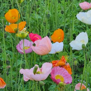 Gerard's garden