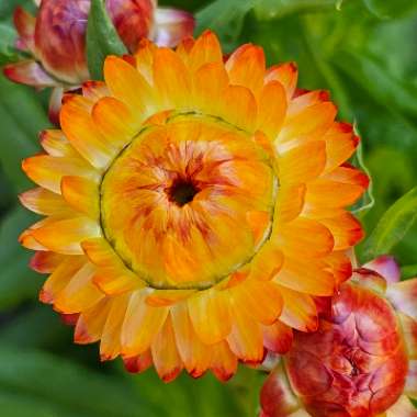 Strawflower