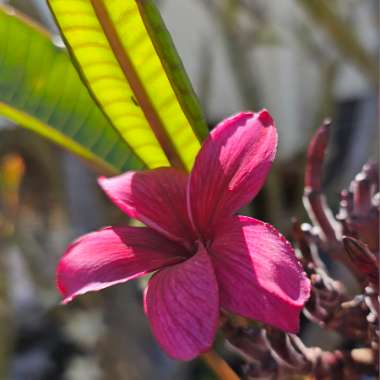 Darwin Blood Frangipani