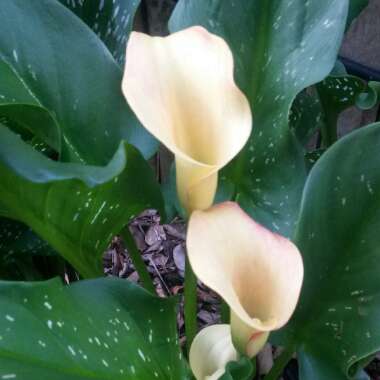 Zantedeschia rehmannii