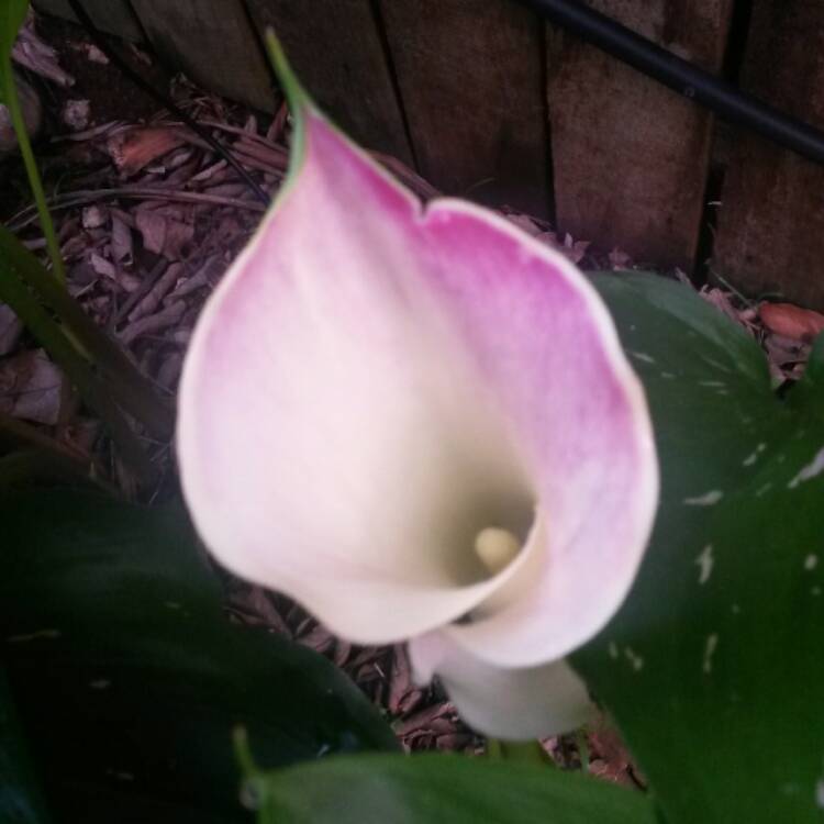 plant image 331928 plant image 331928