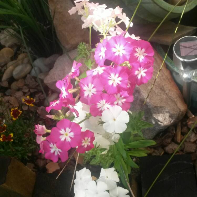 Plant image Phlox drummondii 'Popstars' (Mix)
