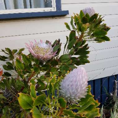Protea cynaroides