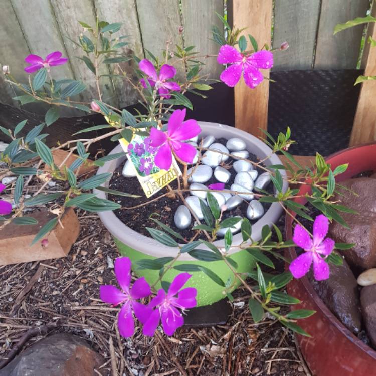 Plant image Tibouchina 'Jazzie'