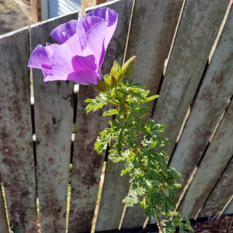plant image 534619