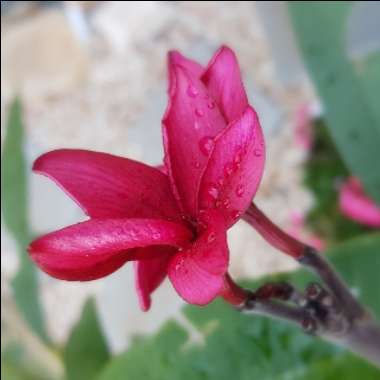 Plumeria rubra var. rubra