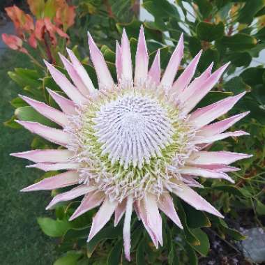 Protea cynaroides