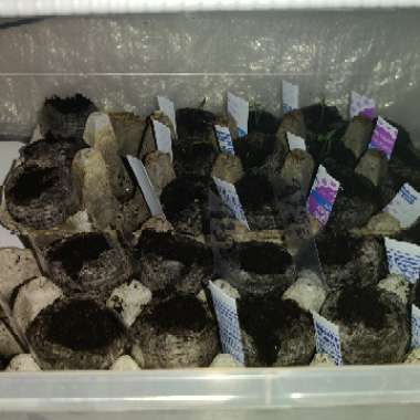 Cucumber 'Marketmore'