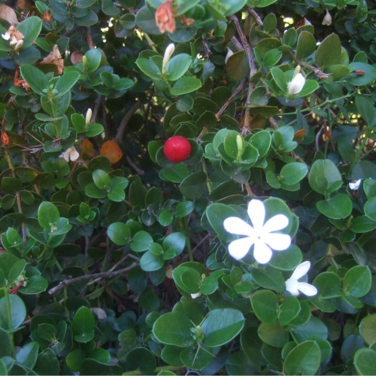 plant image 442992