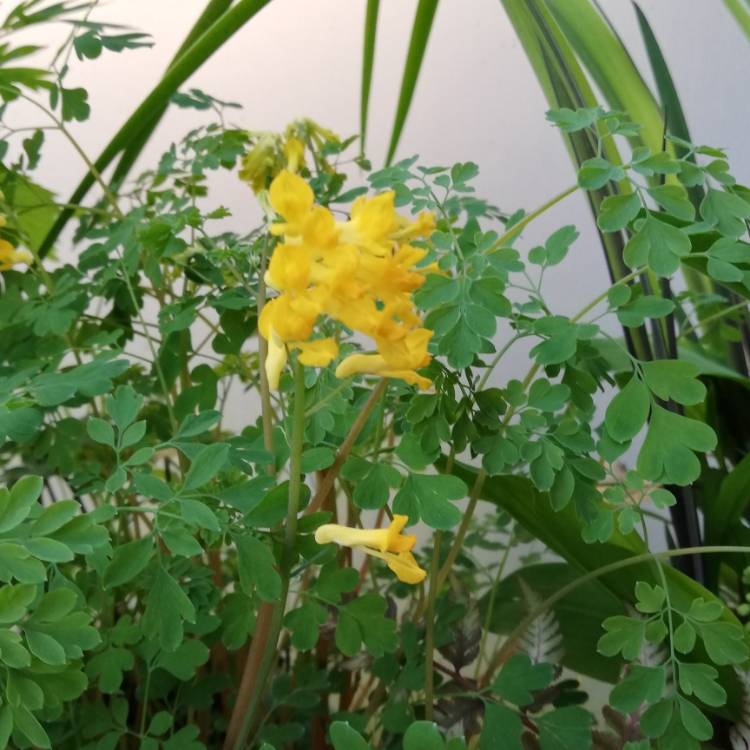 Plant image Pseudofumaria lutea syn. Corydalis Lutea,