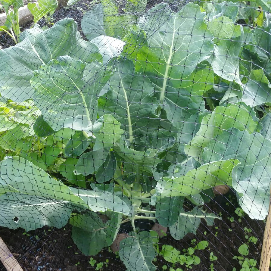 Broccoli Calabrese 'Autumn Spear'