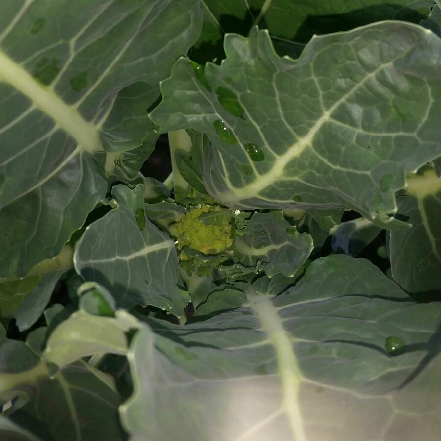 Broccoli Calabrese 'Autumn Spear'