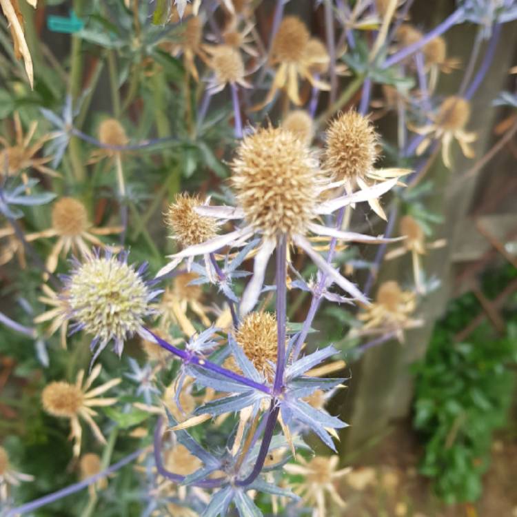 Plant image Eryngium planum 'Blue Hobbit'