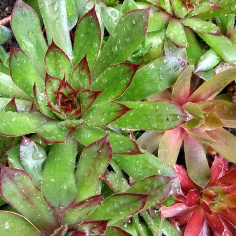 plant image 1027259